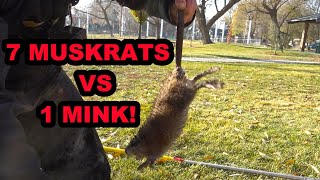 1 Mink vs 7 Muskrats in 1 Burrow [upl. by Yaja]