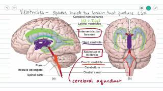 Ventricles of the Brain and CSF [upl. by Atat185]