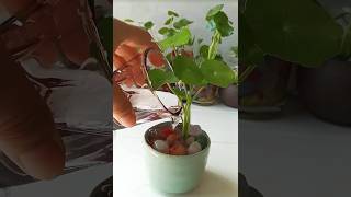 Indoor plants growing without soil  Pennywort Plant propagation in water [upl. by Eardnaed]