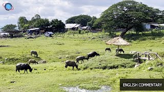 🇹🇭 THAILEX VDO The Buffaloes of Ubon Ratana Lake [upl. by Torres]