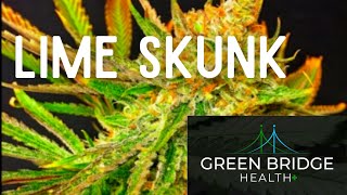 Lime Skunk  Cannabis Strain [upl. by Ezeerb]