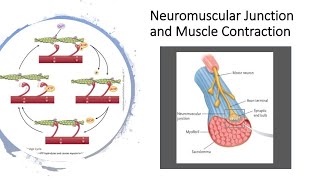 Neuromuscular Junction and muscle contraction [upl. by Wolk267]