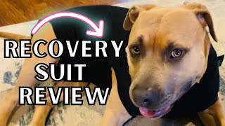 Suitical Dog Recovery Suit Review  PostSurgery Skin Conditions Incontinence [upl. by Renraw]