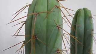 Trichocereus bridgesii  Achuma  Long Spines [upl. by Odlaner]