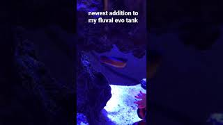 Neon Dottyback  Newest addition to my fluval evo 135 saltwater tank [upl. by Gladine]