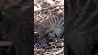 Numbat  Myrmecobius fasciatus [upl. by Vaish]