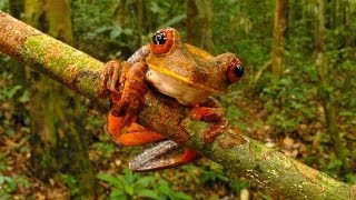 Science Bulletins Biodiversity Unveiled—New Animal Discoveries of 2013 [upl. by Aniuqaoj221]