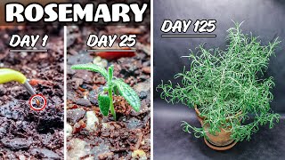 Growing Rosemary Plant from Seed 125 Days Time Lapse [upl. by Wasserman831]