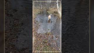 Walking the dogs  brown and yellow labrador retrievers  arctic  111024b [upl. by Mossman]