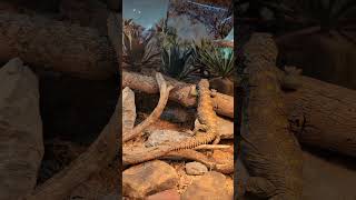 Beautiful Uromastyx uromastyx lizard reptiles petreptile [upl. by Sonaj]