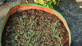 Palak and methi propagation [upl. by Baal]