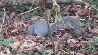 A splendid little Squirrel squirreling around in the autumn leaves 🍂🐿🍂 [upl. by Alohs146]