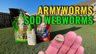 Treating Armyworms and Sod Webworms In Your Lawn [upl. by Lamak731]