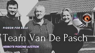 quot Van De Pasch quot Great Racing Pigeon For Sale In Herbots Pigeons Auction [upl. by Dorraj]