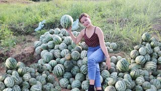 Harvest na nang Pakwan 🍉 [upl. by Malita]