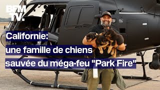 Mégafeu en Californie une famille de rottweilers sauvée des flammes [upl. by Nolrak]