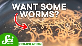 Why Some Parasites Are Actually GOOD And Which Can Kill You [upl. by Llehsram]