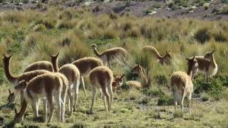 Coracora  Parinacochas  Ayacucho [upl. by Hahnke200]