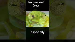 “5 Weird Glass Frog Facts That Will Amaze You” critterchronicles shorts [upl. by Eylrahc]