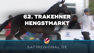 62 Internationaler Trakehner Hengstmarkt in Neumünster [upl. by Anirazc29]