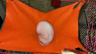 My sweet hairless rat Tofu taking a snooze 😴 [upl. by Ethelinda]