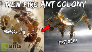 Feeding My New FIRE ANT COLONY Their First Meal  Never Before Seen Footage [upl. by Barnet]