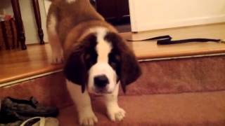 Watson St Bernard puppy first attempt at the stairs [upl. by Anallese]