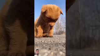 dog puppy cute doglover [upl. by Lona]