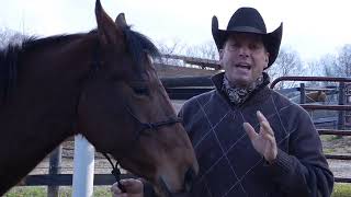 Drinking Post Waterer  Training Horses to use [upl. by Jaffe]