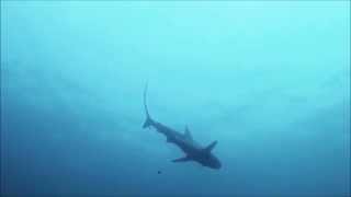 Sharks of Cabbage Tree Bay [upl. by Neala]