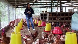 Situaciones que afectan la postura de las gallinas  La Finca de Hoy [upl. by Ladew]