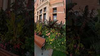 Jungle of Ensete ventricosum Red Banana plants in landscape at the Empress Hotel in Victoria BC [upl. by Tami]