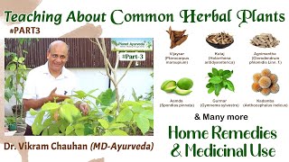 Common Healing Plants Home Remedies How To Grow amp Medicine Uses by Dr Vikram Chauhan MDAyurveda [upl. by Thoer509]