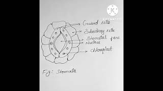 Stomata diagram [upl. by Manella]