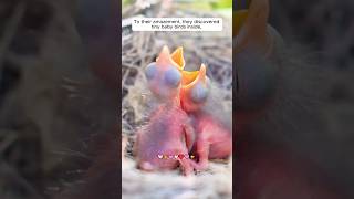 This family rescued bird nest fallen into water shorts [upl. by Eceined997]