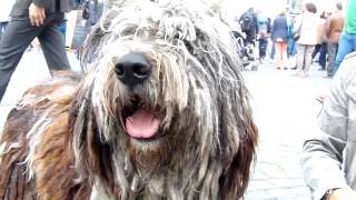 Bergamasker Hirtenhund  Cane da pastore Bergamasco [upl. by Atoiganap]