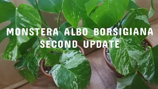 Variegated Monstera Albo Borsigiana second update [upl. by Nwahsem]