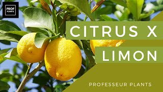 COMMENT ENTRETENIR UN CITRONNIER [upl. by Maje]