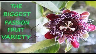 GIANT Passion Fruit Growing Tips  Granadilla Passiflora Quadrangularis [upl. by Ailugram212]