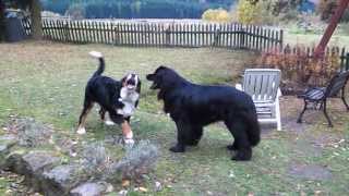 friendly dog fight  Newfounland dog vs Bernese mountain dog [upl. by Thebault]