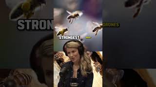 The Dramatic Mating Rituals of Bees Erika Thompson Explains on Joe Rogan Experience  JRE 1908 [upl. by Bethesde440]