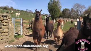 Llama and Alpaca Stampede [upl. by Cherian]