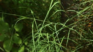 Amazing Native plants Garika Bermuda GrassCynodon dactylon [upl. by Yuille785]