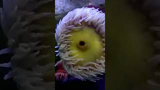 Fisheating anemone ocean weird invertebrates [upl. by Naraj647]