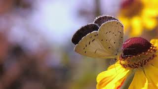 Holly Blue butterfly Celastrina argiolus on Helenium [upl. by Ivana]