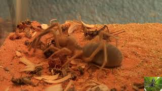 Camel Spider Solifugae Eating Crickets [upl. by Joyann]