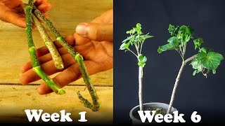 How To Grow Wild Shield Aralia Plant From A Stem [upl. by Sallyann]