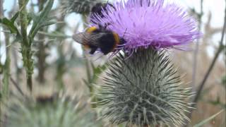 Hummel Flug brummen summen fliegt Geräusche Klänge HD Soundeffekte free [upl. by Nollid272]