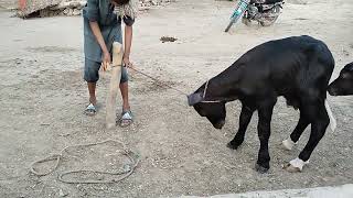 watch pure neeli Ravi buffalo for sale 1772024 in Punjab Pakistan on YouTube [upl. by Gavrila498]