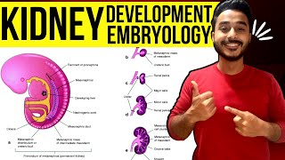 development of kidney embryology  kidney development embryology  development of renal system [upl. by Muscolo743]